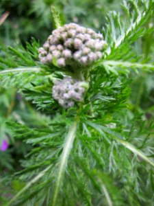 20130525Achillea_millefolium
