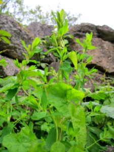 20130525Hypericum_perforatum