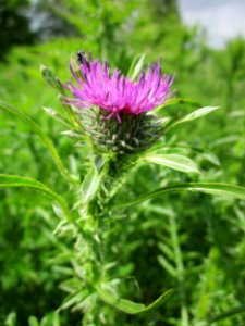 20130530Disteln_Neulussheim8