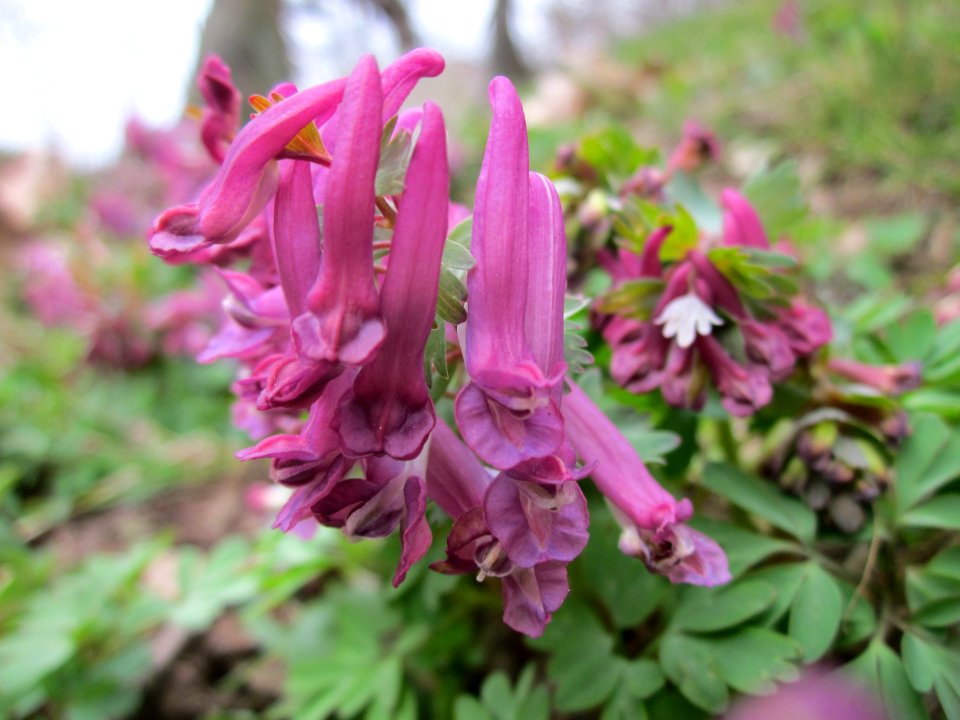 20130406Corydalis_solida1