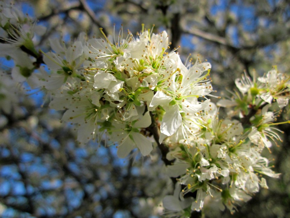 20130424Schlehdorn_Hockenheim14