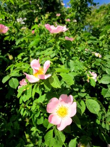20130528Rosa_canina07