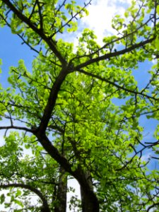 20130512Ginkgo_DFG1