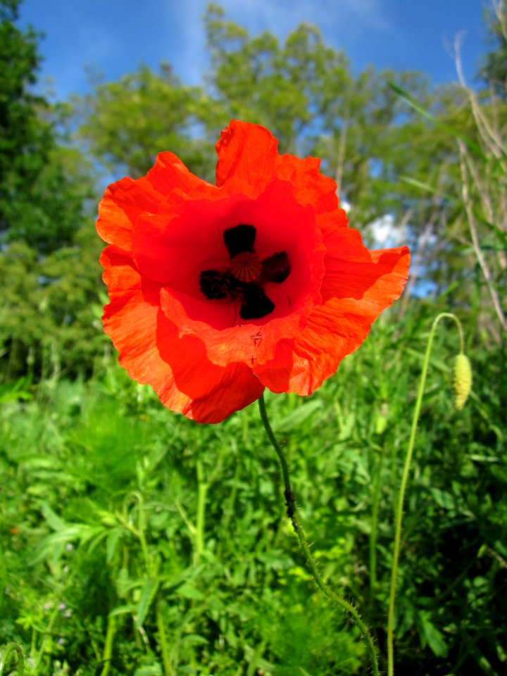 20130528Papaver_rhoeas01