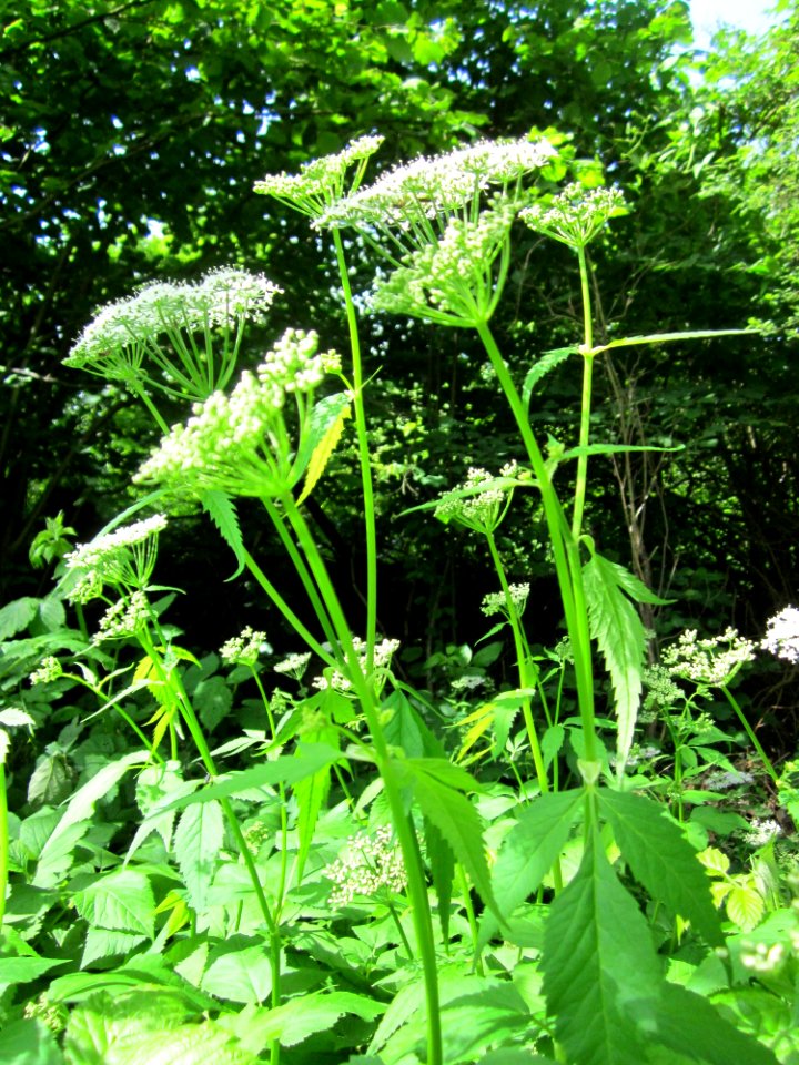 20130530Giersch_Altlussheim5