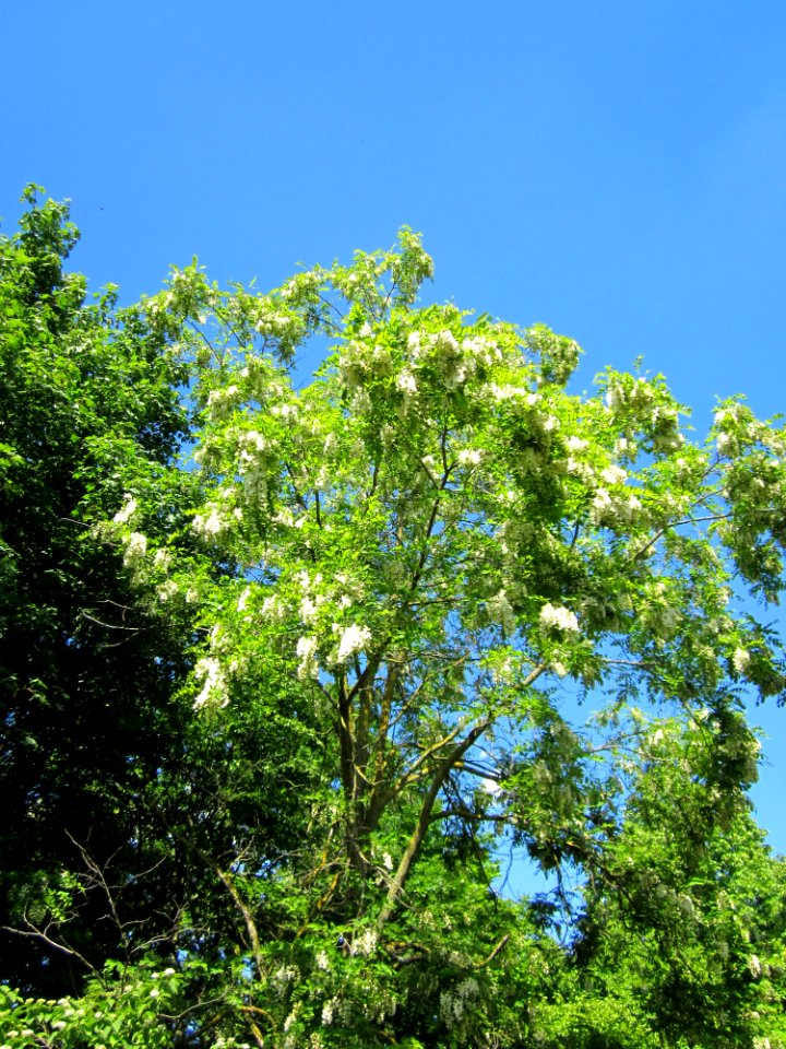 20130528Robinie_Hockenheim5
