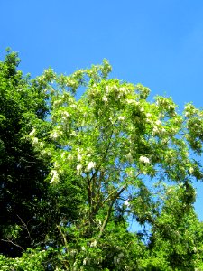 20130528Robinie_Hockenheim5