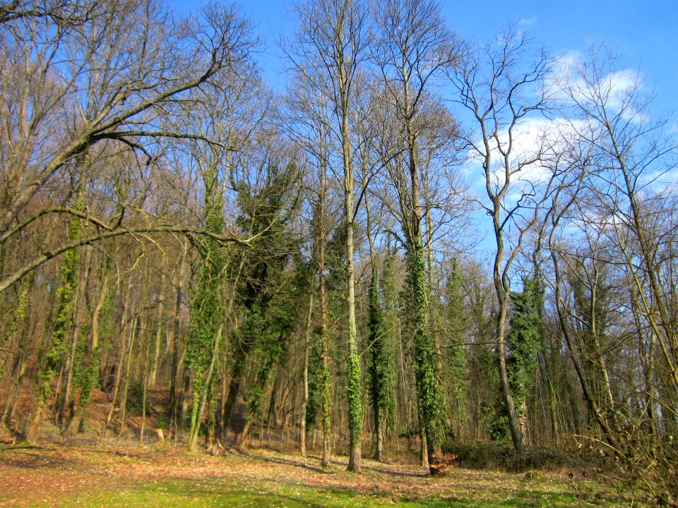 20130407Fagus_sylvatica11