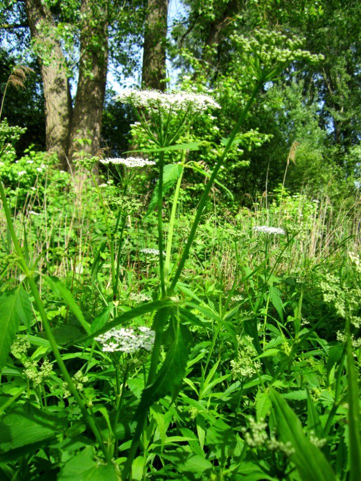 20130530Giersch_Altlussheim3