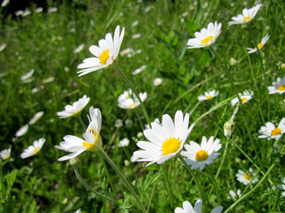 20130528Kamille_Reilingen3