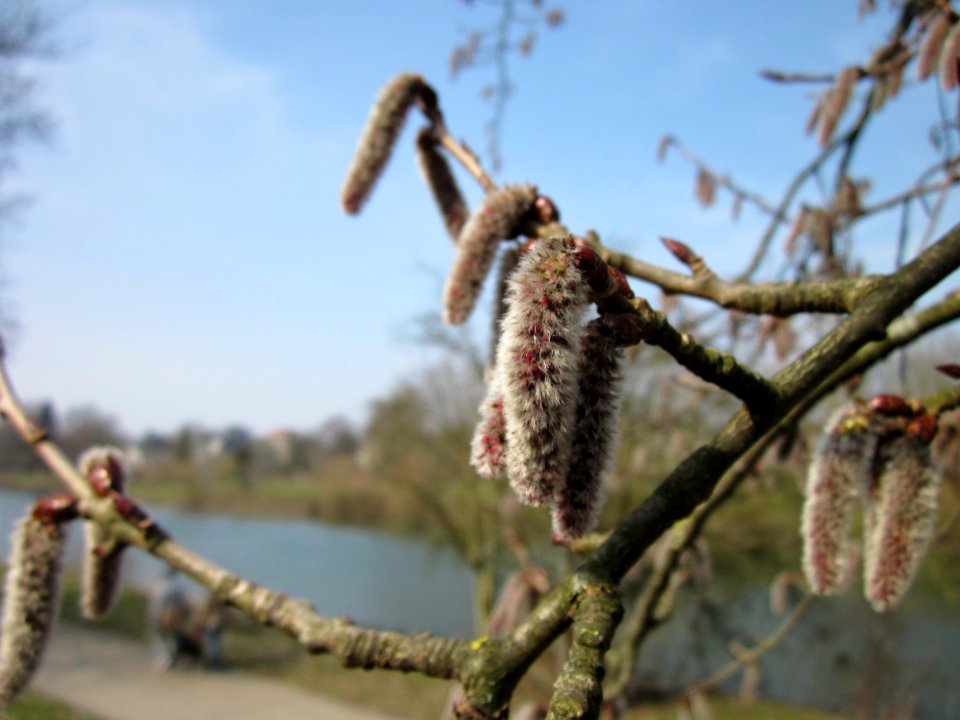 20130404Populus_tremula3