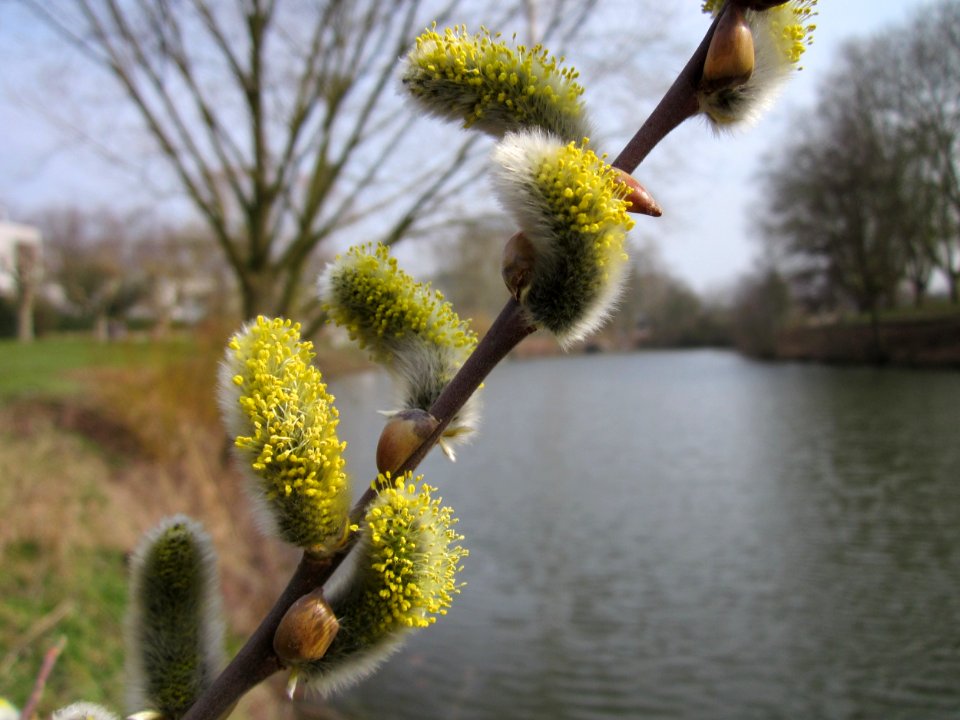 20130403Salix_caprea3