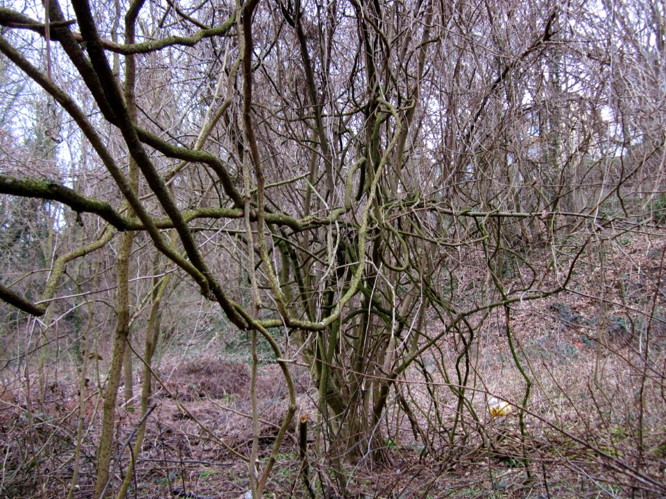 20130406Rodenhoferdell_Saarbruecken3