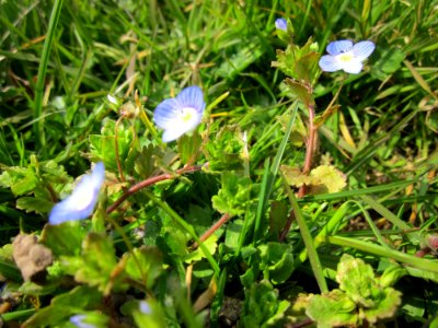 20130404Veronica_persica1