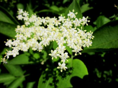 20130528Holunder_Hockenheim2