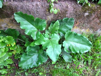 20130525Arctium_lappa