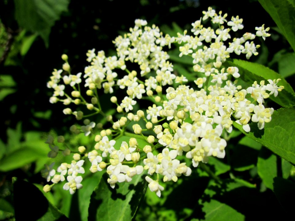 20130528Holunder_Hockenheim3