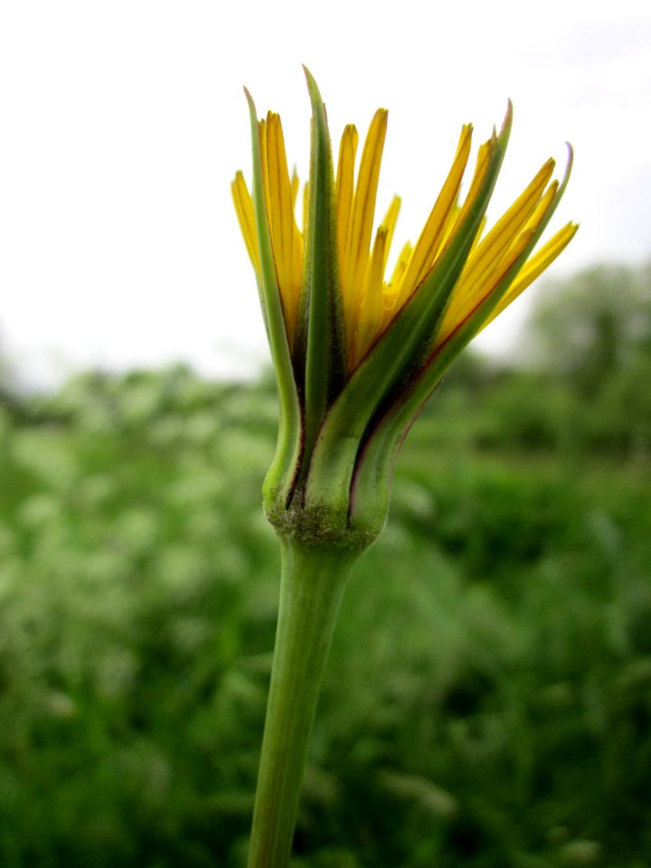 20130524Tragopogon_pratensis1