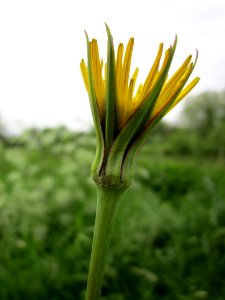 20130524Tragopogon_pratensis1