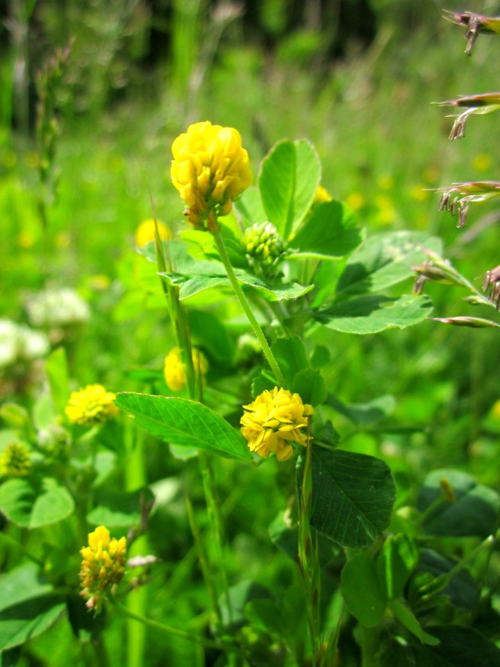 20130530Hopfenklee_Altlussheim2