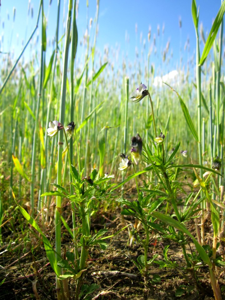 20130528Stiefmuetterchen_Reilingen1
