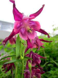 20130525Aquilegia6