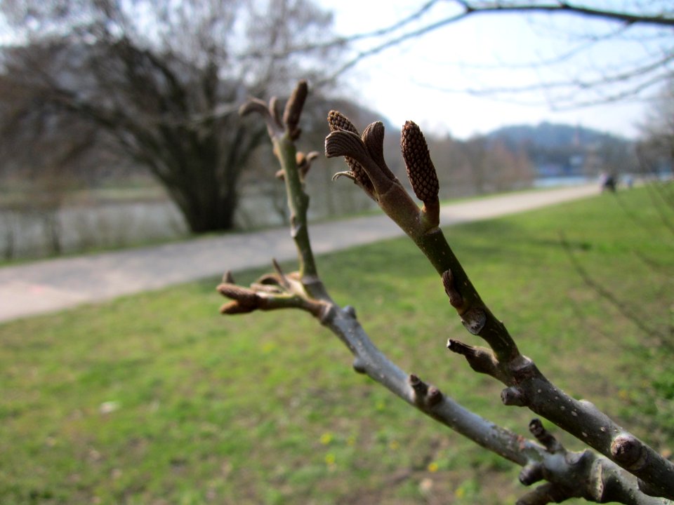 20130404Kaukasische_Fluegelnuss_Saarbruecken1