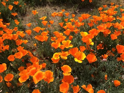 Poppies field flowers