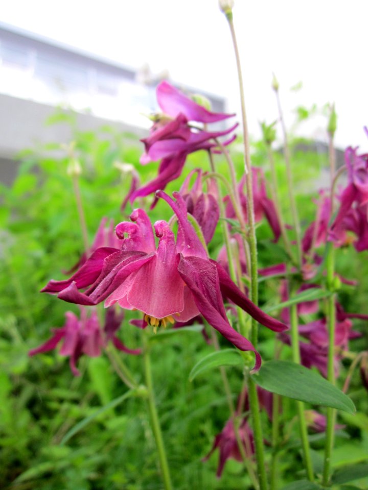 20130525Aquilegia4