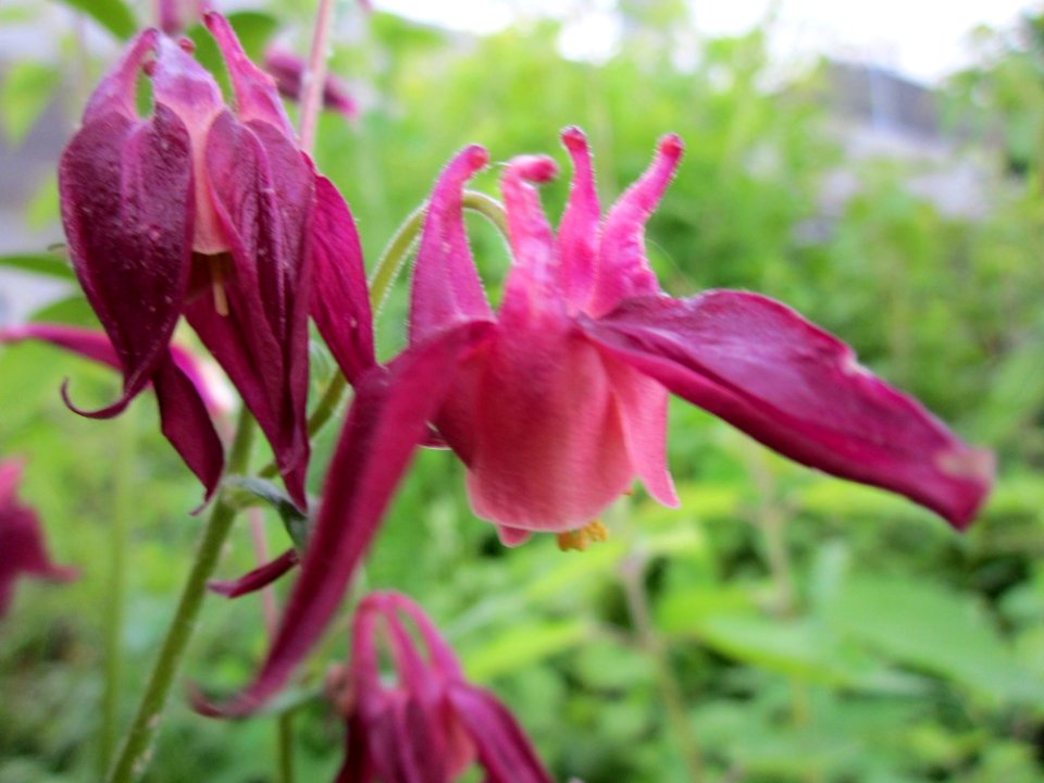 20130525Aquilegia5