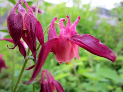 20130525Aquilegia5