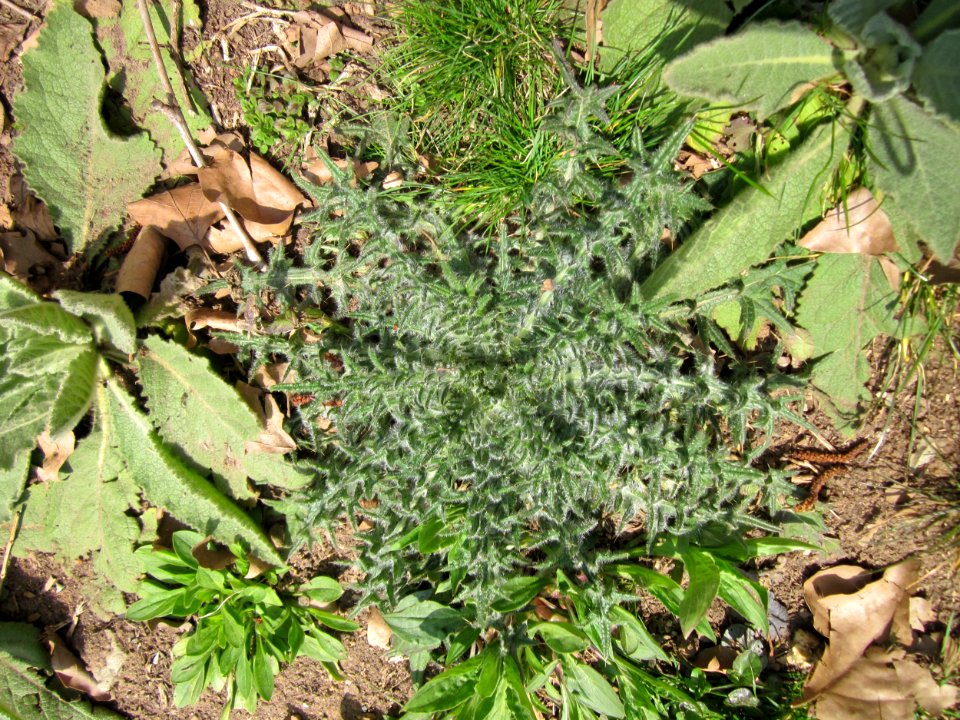 20130407Carduus_acanthoides2