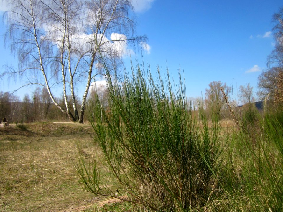 20130407Cytisus_scoparius4