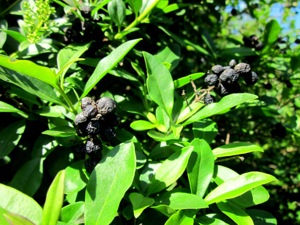 20130528Ligustrum_vulgare3
