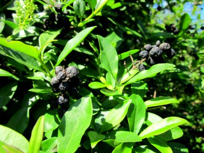 20130528Ligustrum_vulgare3