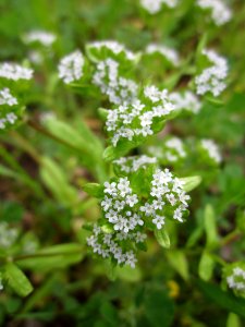 20130428Feldsalat_Hockenheim2