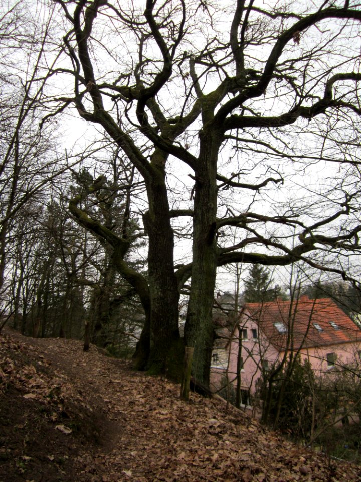 20130406Nussberg_Saarbruecken7