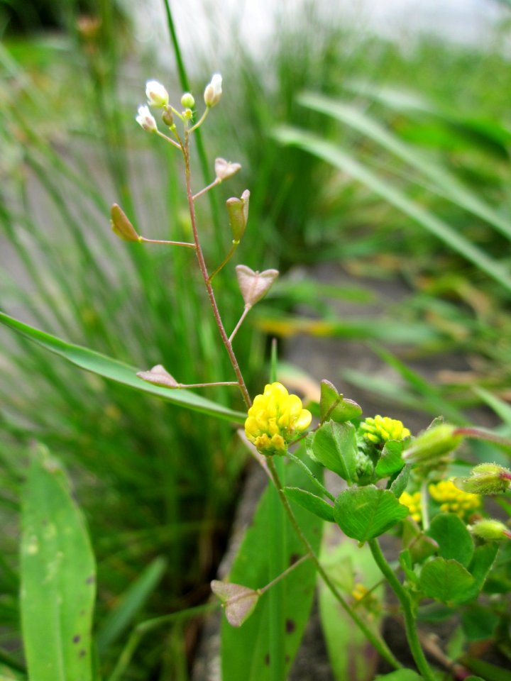 20130530Hirtentaeschel_Hopfenklee_Altlussheim