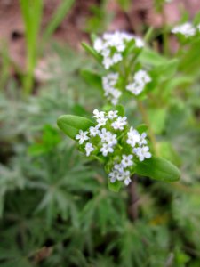 20130428Feldsalat_Reilingen2