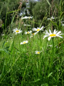 20130530Margerite_Altlussheim1