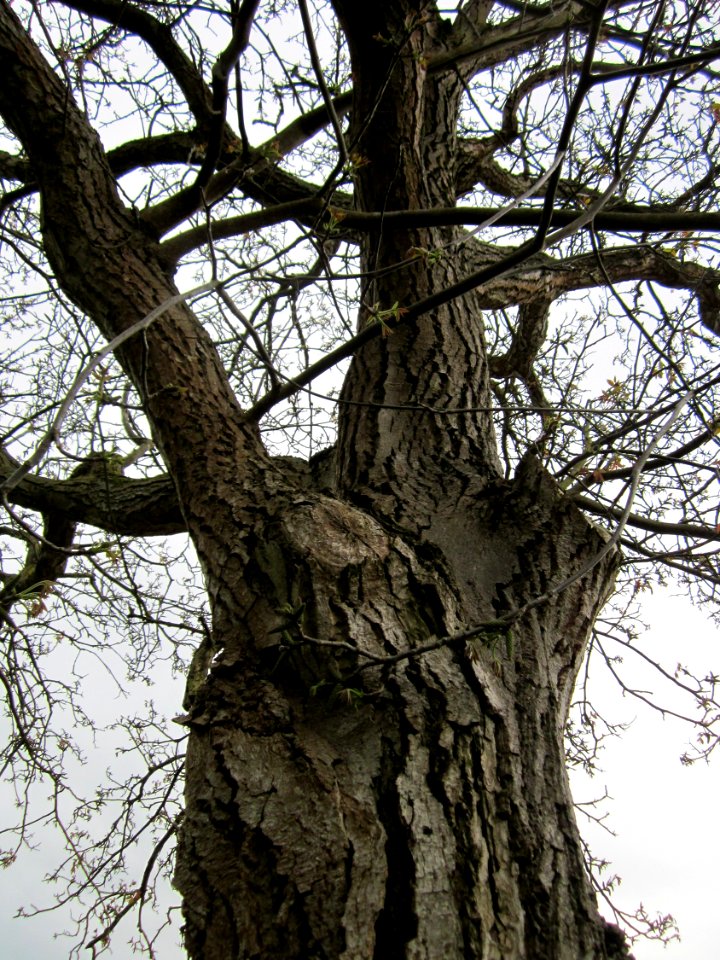 20130428Juglans_regia1