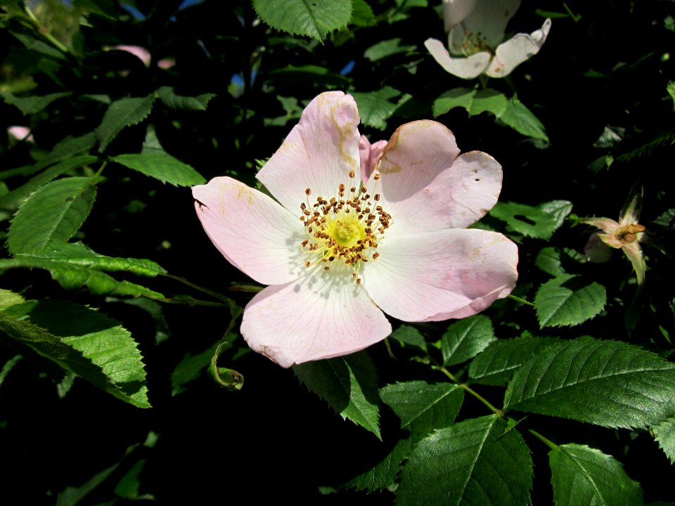 20130528Rosa_canina03