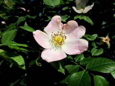 20130528Rosa_canina03