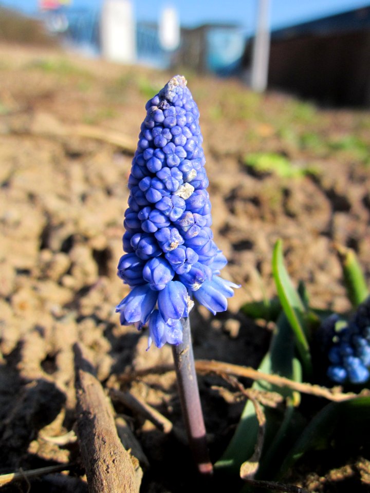 20130401Pseudomuscari_azureum5