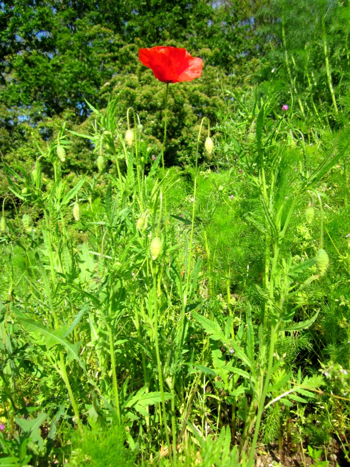 20130528Klatschmohn_Reilingen03