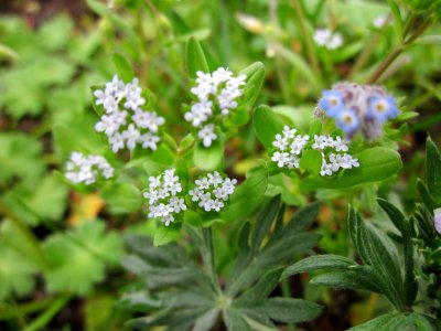 20130428Feldsalat_Reilingen1