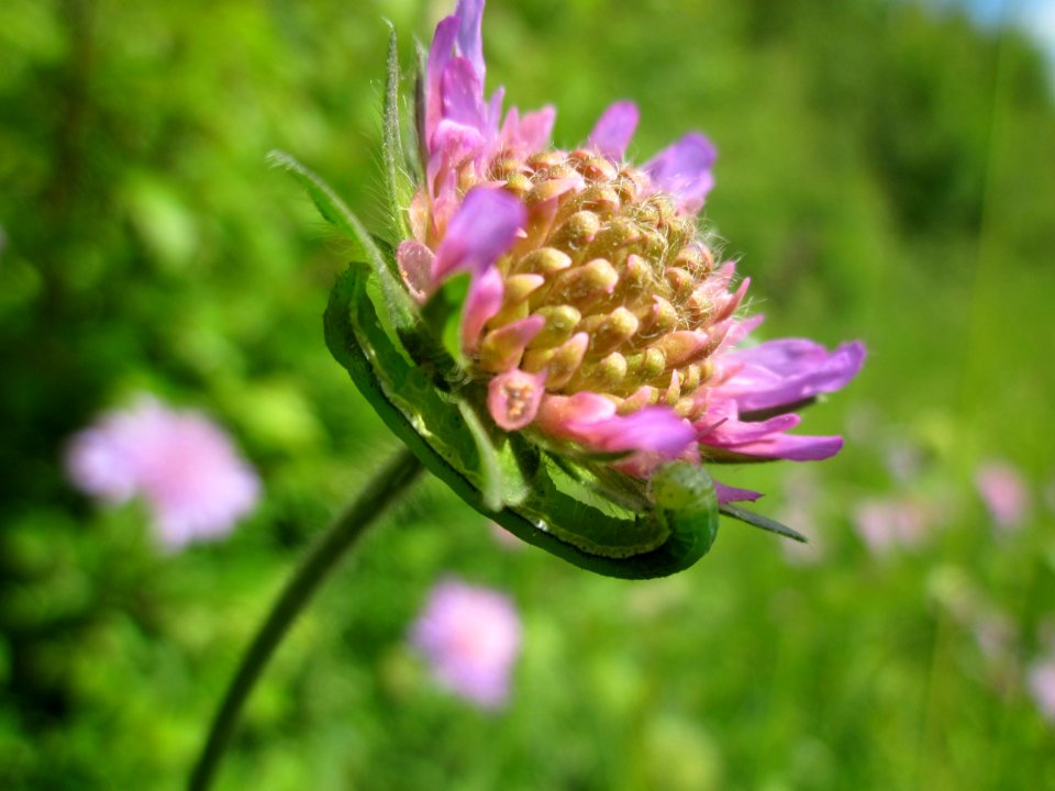 20130528Tauben-Skabiose_Reilingen3