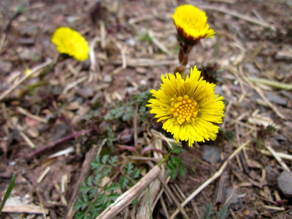 20130331Tussilago_farfara2