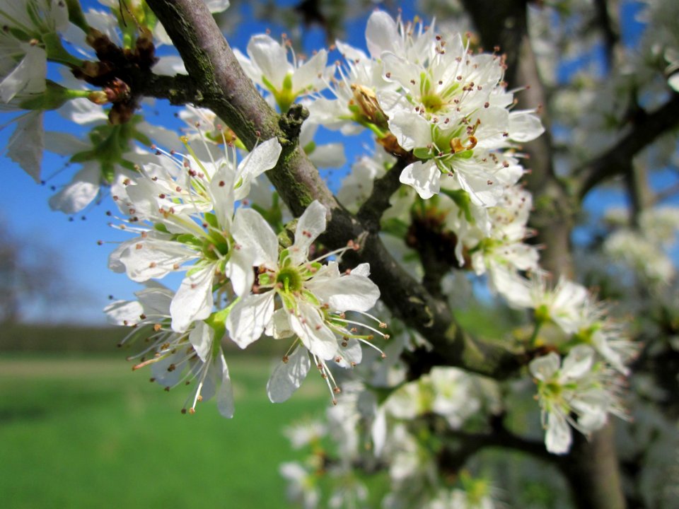 20130425Schlehe_Hockenheim3