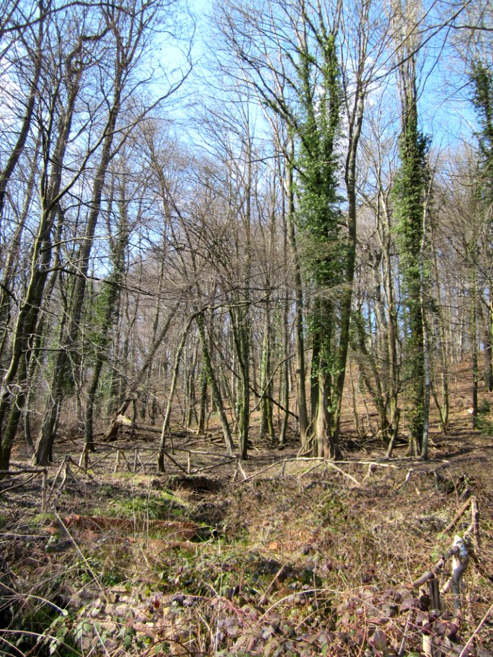 20130407Fagus_sylvatica13